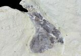 Pterosaur Partial Quadrate (Jaw Bone) - Smoky Hill Chalk #64323-3